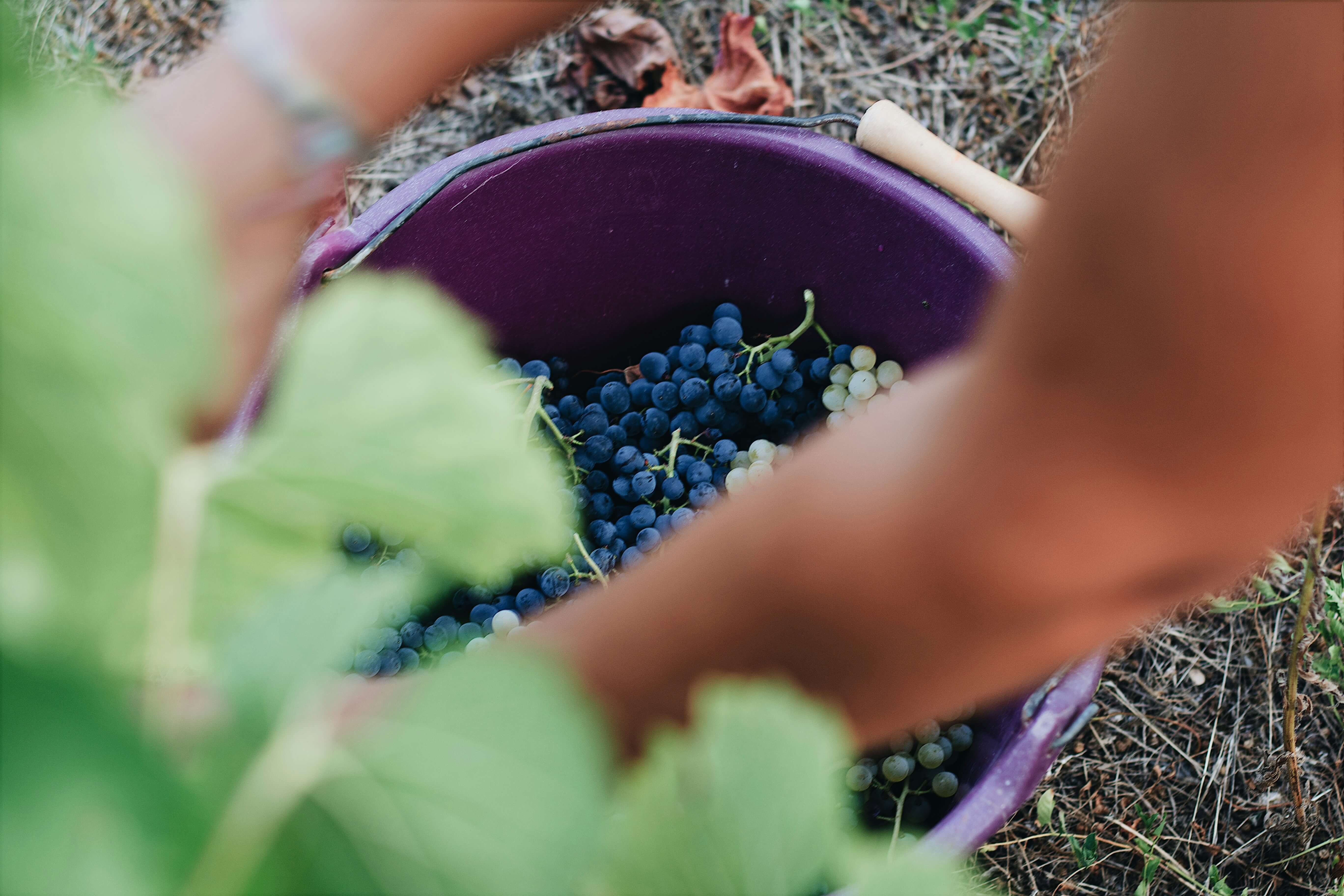 Cosecha de uvas
